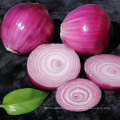 Fresh Red Purple Onion